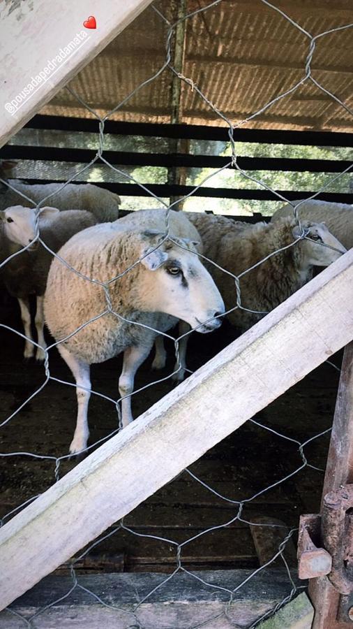 Pousada Pedra Da Mata Chales Na Montanha Munhoz Εξωτερικό φωτογραφία
